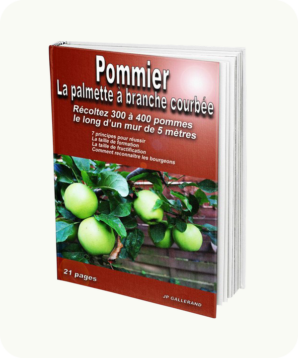 Pommier: La palmette à branche courbée