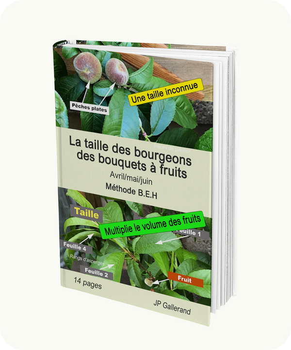 La taille des bourgeons des bouquets à fruits