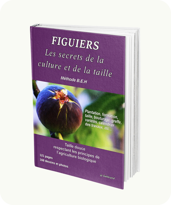 Figuiers : Les secrets de la culture et de la taille